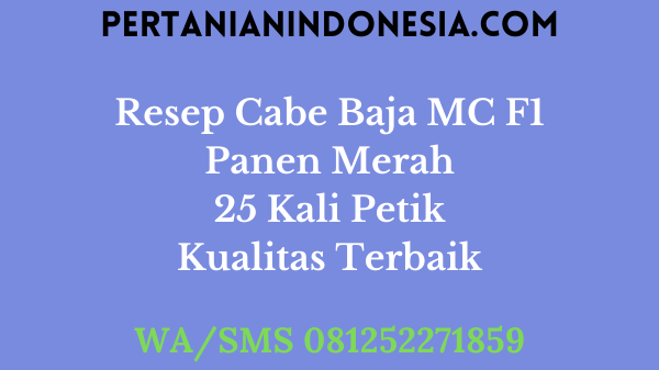 Resep Cabe Baja MC F1 Panen Merah 25 Kali Petik Kualitas Terbaik